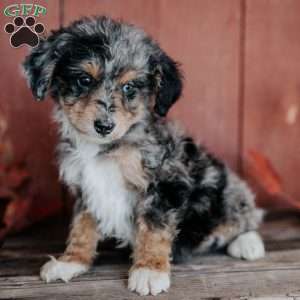 Cameron, Mini Bernedoodle Puppy